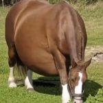 Horse Refuses To Give Birth, When The Vet Sees The Ultrasound He Calls The Police..