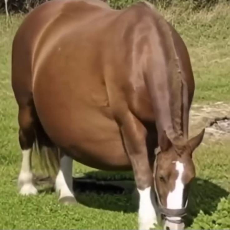 Horse Refuses To Give Birth, When The Vet Sees The Ultrasound He Calls The Police..