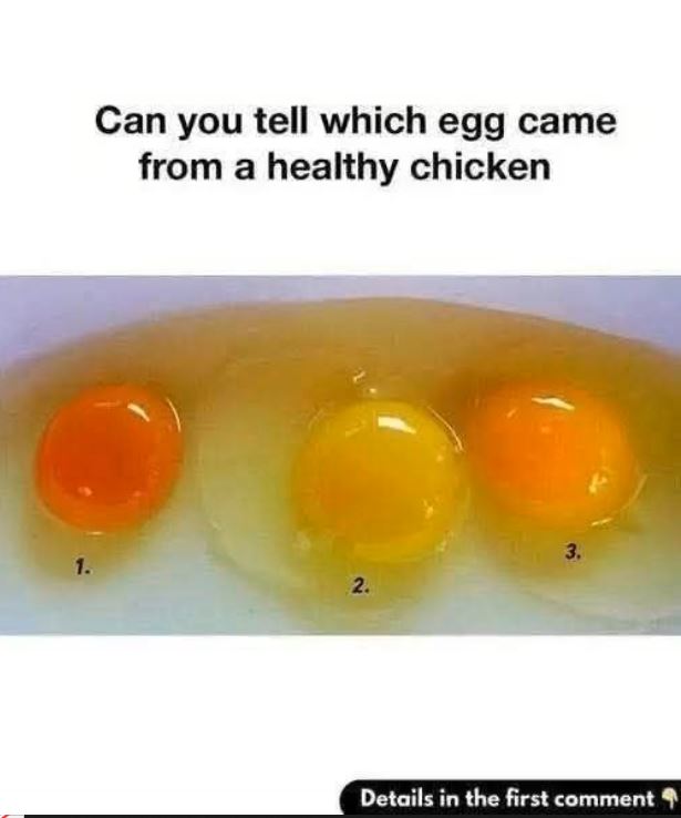 The Secret Signs of a Fresh, Top-Quality Egg
