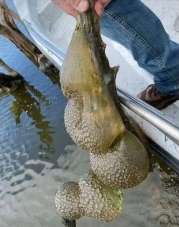 Mysterious ‘Alien Egg Pod’ Discovered in Oklahoma Lake — Officials Urge Calm