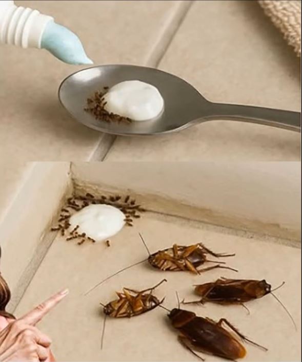 Say Goodbye to Flies Forever with This Simple Trick