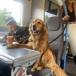 A Train Ride and a Knowing Dog