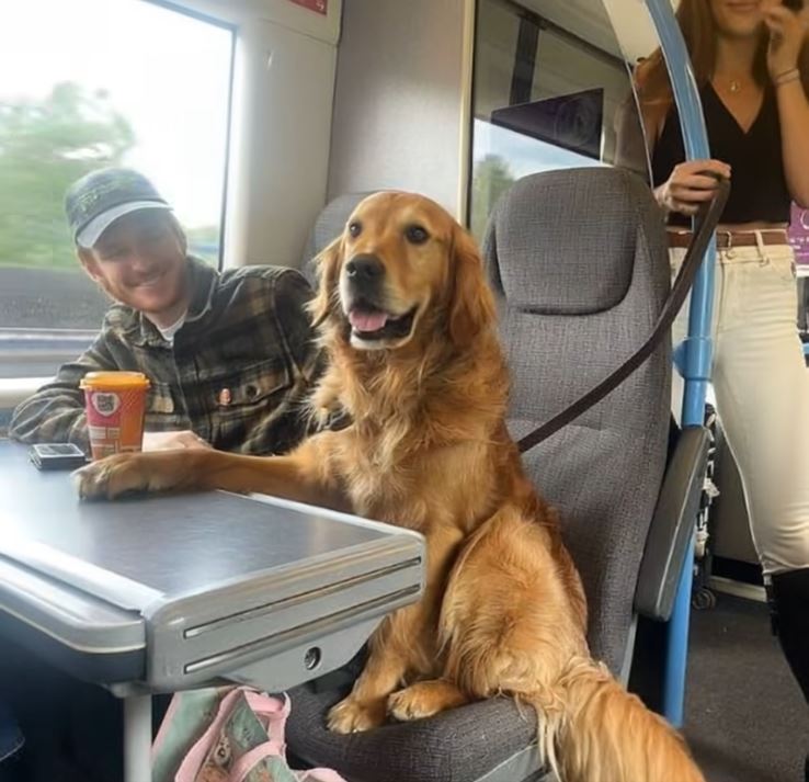 A Train Ride and a Knowing Dog