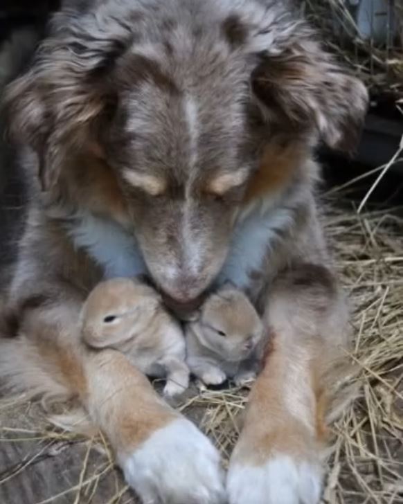 I CAUGHT MY DOG HIDING SOMETHING—AND IT CHANGED EVERYTHING I THOUGHT I KNEW