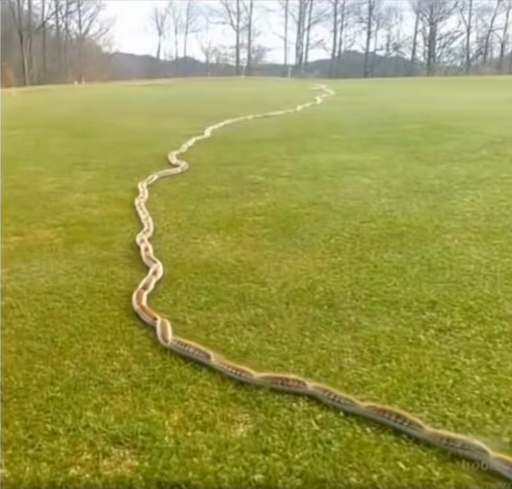 I Thought It Was Just a Rope in the Grass — Then I Looked Closer…
