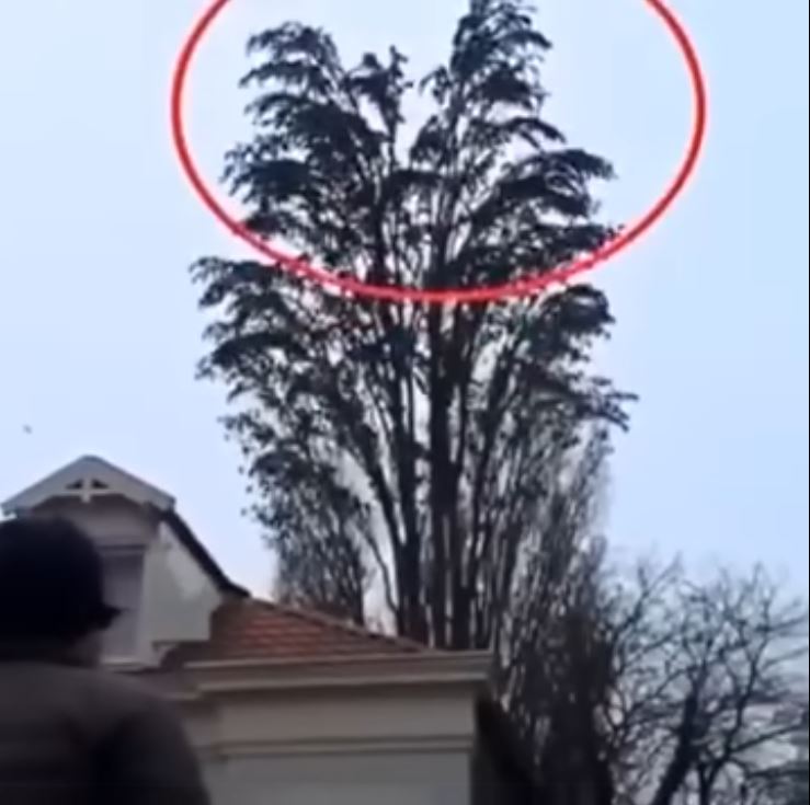 Just Filming a Tree—Then at 0:18, Everything Changed