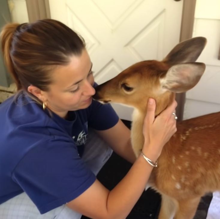 The Deer at Our Door—and the Secret on Its Leg