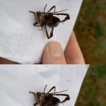 Assassin Bug Bites: Treatment, Risks, and Prevention