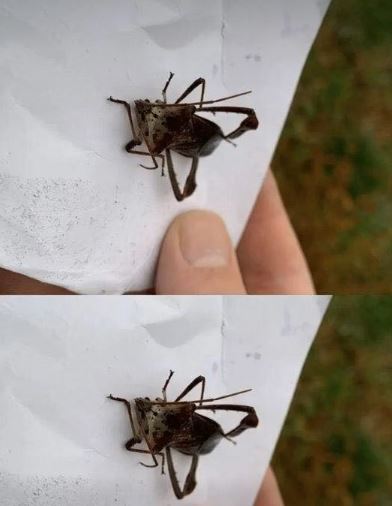Assassin Bug Bites: Treatment, Risks, and Prevention