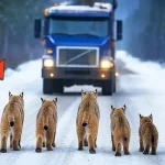 Pack of Bobcats Surrounded The Truck! And Then Something Truly Unbelievable Happened…