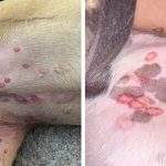 Vet Explains Why Red Bites Might Show Up on Your Dog’s Belly