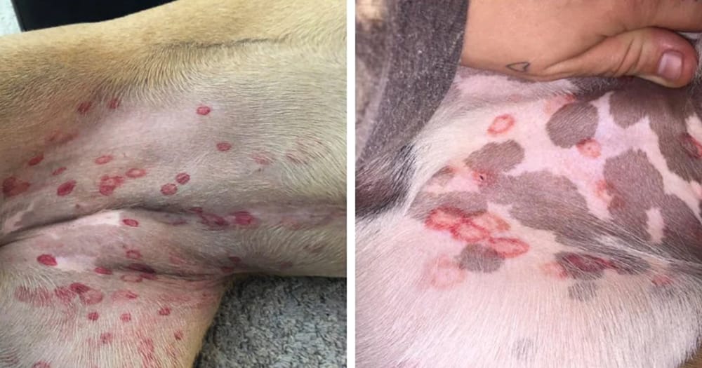 Vet Explains Why Red Bites Might Show Up on Your Dog’s Belly