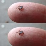 Lone Star Tick Found? Follow These Steps to Stay Safe