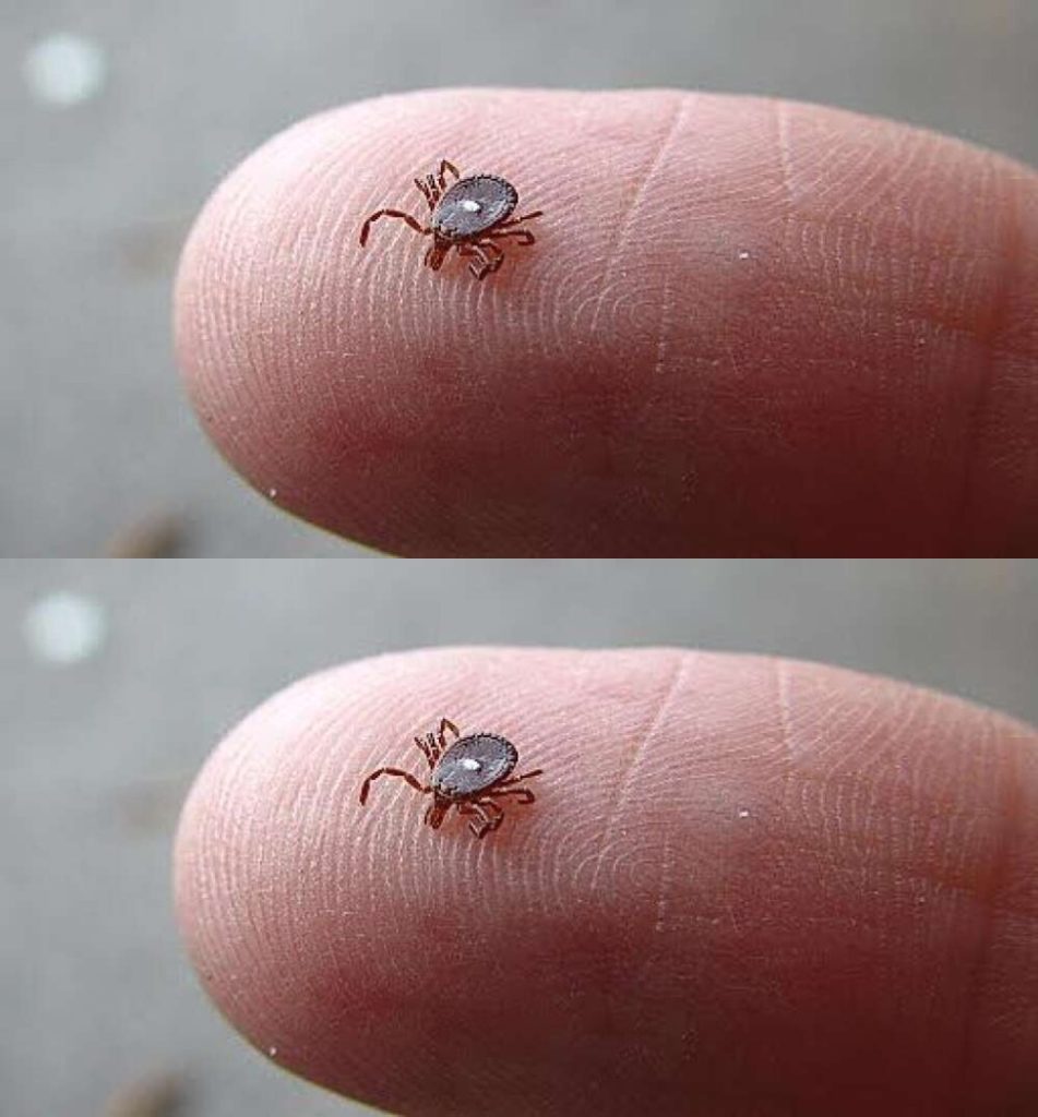 Lone Star Tick Found? Follow These Steps to Stay Safe