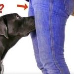 What It Means When Your Dog Sniffs Your Genital Area