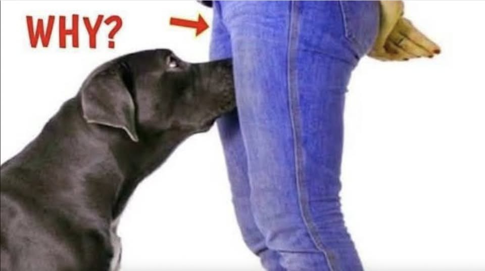 What It Means When Your Dog Sniffs Your Genital Area