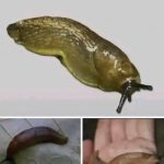 The Hidden Importance of Slugs – More Than Just Slimy Pests