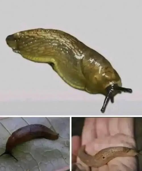 The Hidden Importance of Slugs – More Than Just Slimy Pests
