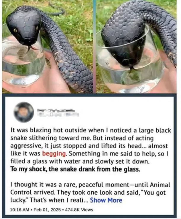 The Snake by the Lake: A Silent Warning