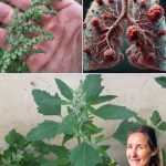 Discover the Power of Lamb’s Quarters: A Superfood You Shouldn’t Ignore