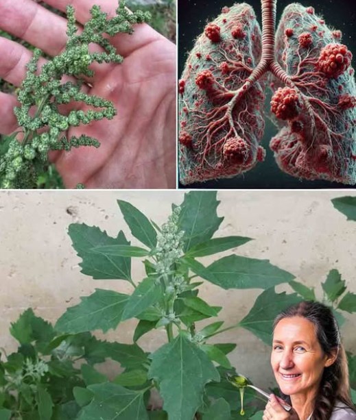 Discover the Power of Lamb’s Quarters: A Superfood You Shouldn’t Ignore
