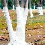 The Purpose of White Paint on Tree Trunks