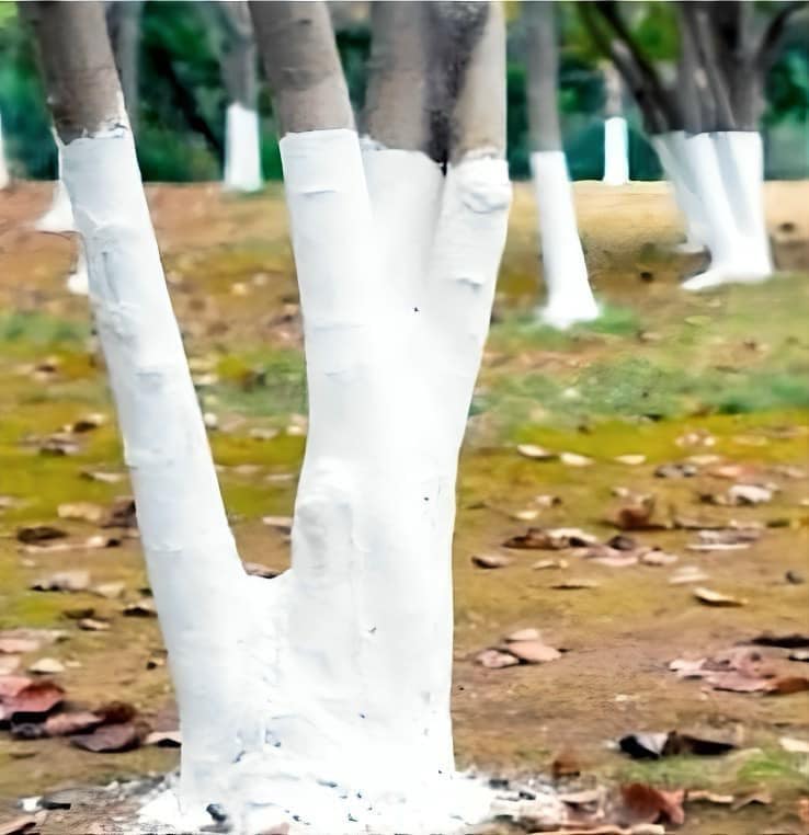 The Purpose of White Paint on Tree Trunks