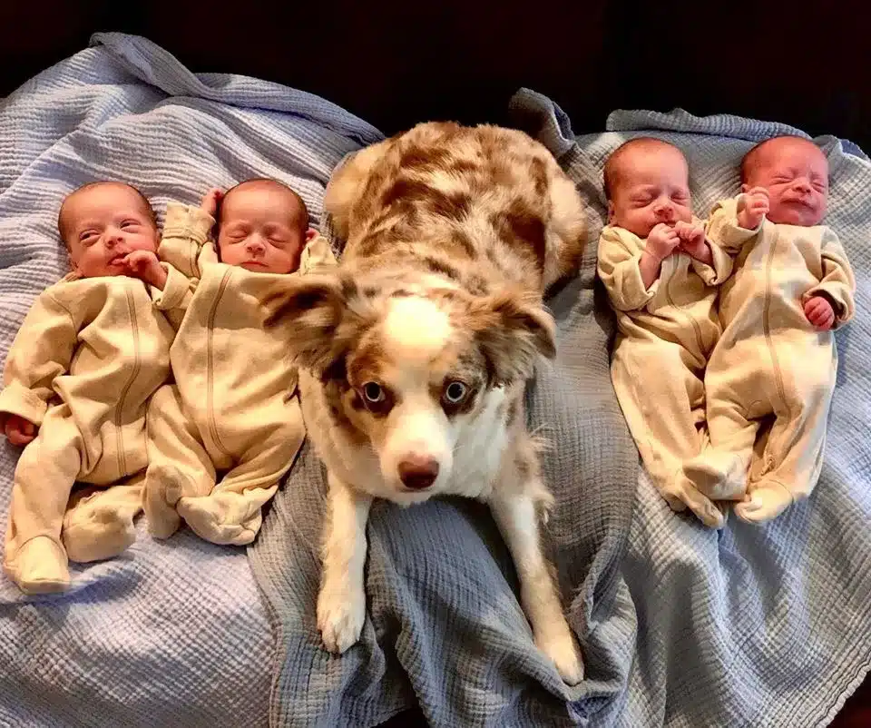 “The One-in-11-Million Miracle: A Texas Couple’s Quadruplet Journey”