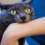 Understanding Your Cat’s Biting Behavior