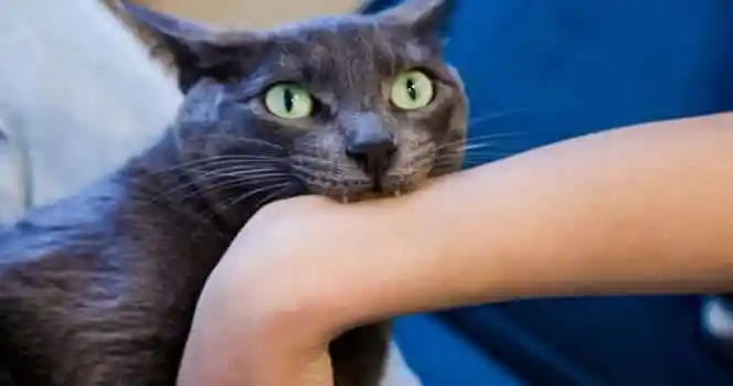Understanding Your Cat’s Biting Behavior