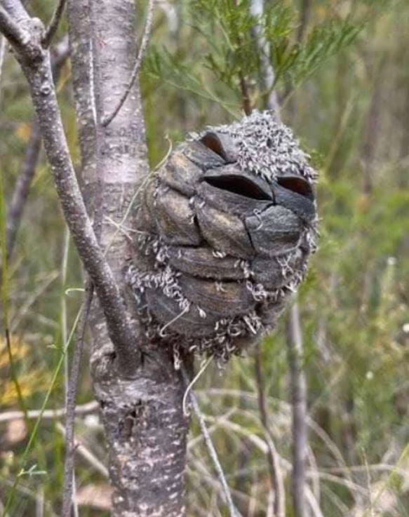 She Thought It Was a Cute Bird—Until She Zoomed In and Couldn’t Stop Laughing