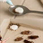 Natural Pest Control: The 3-Ingredient Trick That Really Works