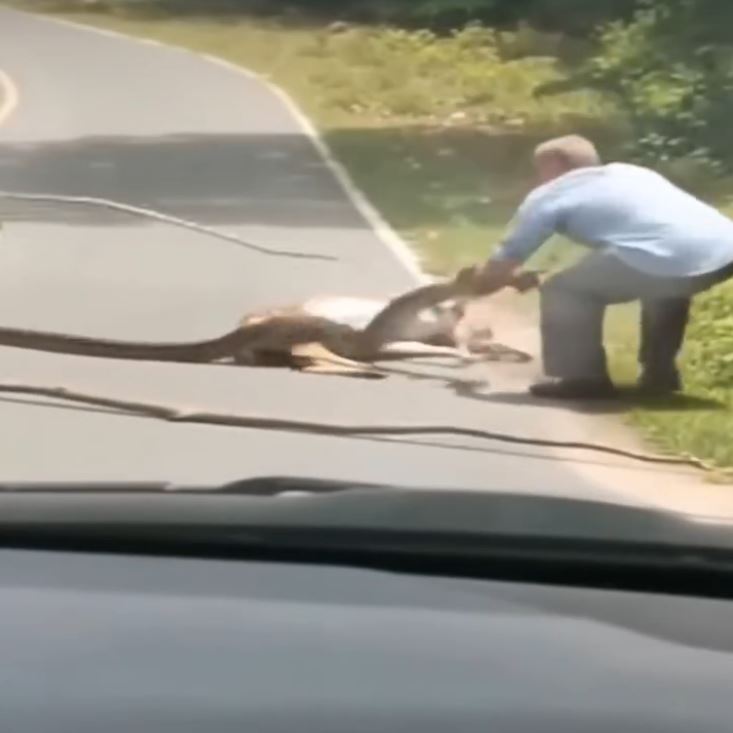 Deer’s Near-Death Encounter with Snake Turns into Dramatic Rescue by Brave Man