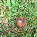 Online Curiosity: Exploring the Secrets of Nature