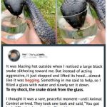 The Snake by the Lake: A Silent Warning