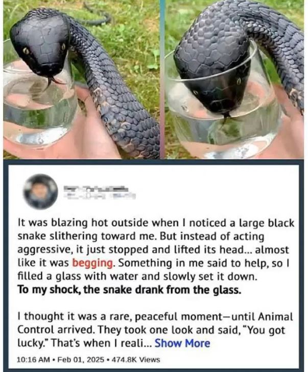 The Snake by the Lake: A Silent Warning