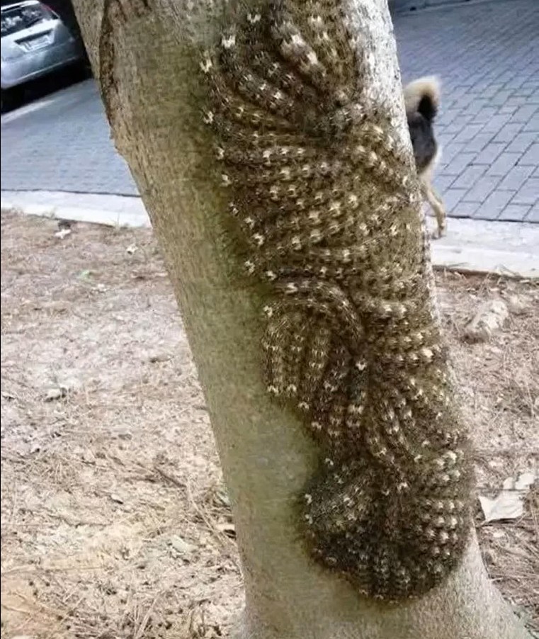 The Tree That Nearly Harmed My Daughter