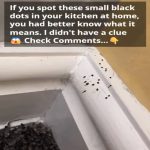 If you spot these mysterious black dots in your kitchen, you had better know what they mean