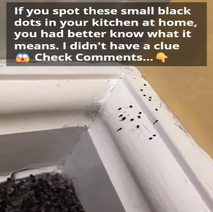 If you spot these mysterious black dots in your kitchen, you had better know what they mean