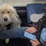 HE WOULDN’T TALK TO ANYONE ON THE PLANE—BUT THEN MY SERVICE DOG SAT NEXT TO HIM