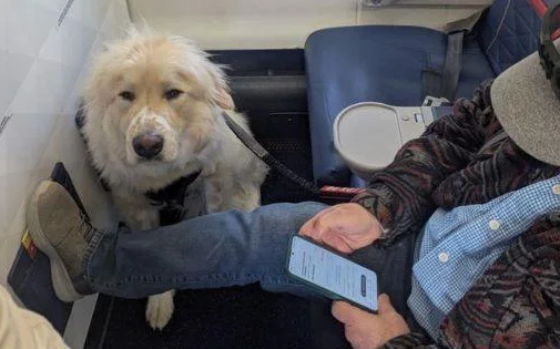 HE WOULDN’T TALK TO ANYONE ON THE PLANE—BUT THEN MY SERVICE DOG SAT NEXT TO HIM
