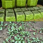 Purslane: The Anti-Aging Weed You’re Probably Throwing Away