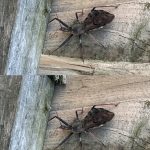 What to Do If Bitten by an Assassin Bug: A Simple Guide