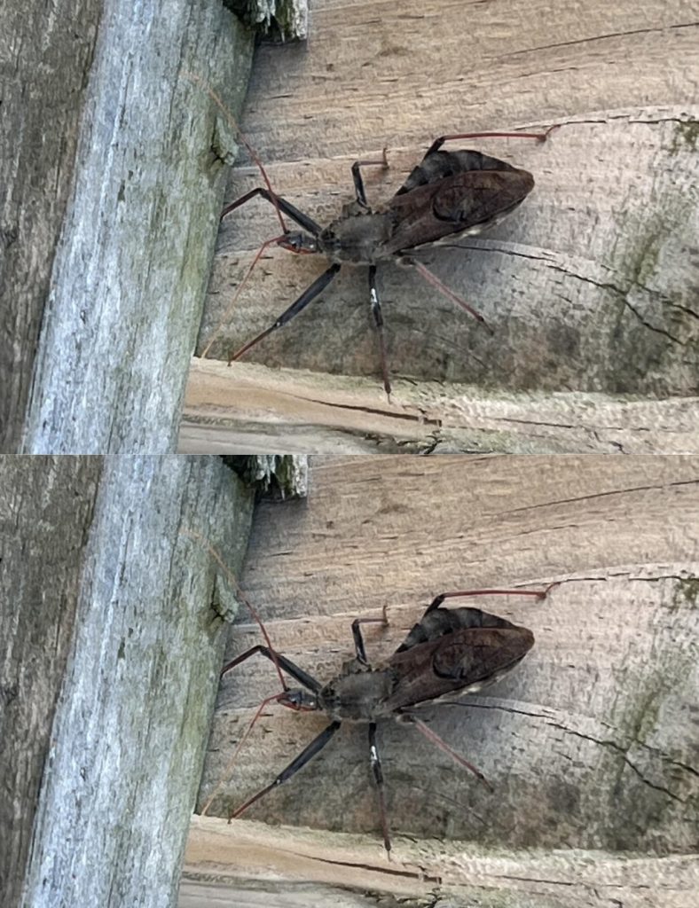 What to Do If Bitten by an Assassin Bug: A Simple Guide