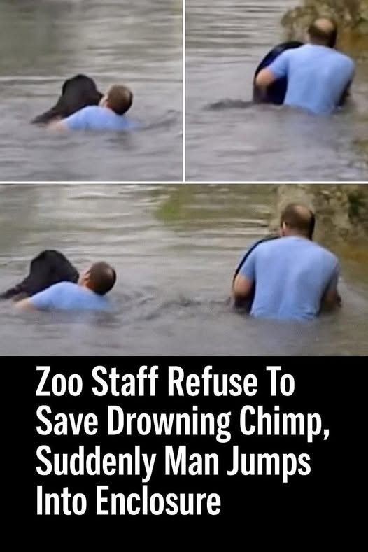 Chimpanzee Saved From Drowning by Courageous Truck Driver in Zoo Emergency
