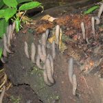 Meet Dead Man’s Fingers: The Fungus That Looks Like a Hand