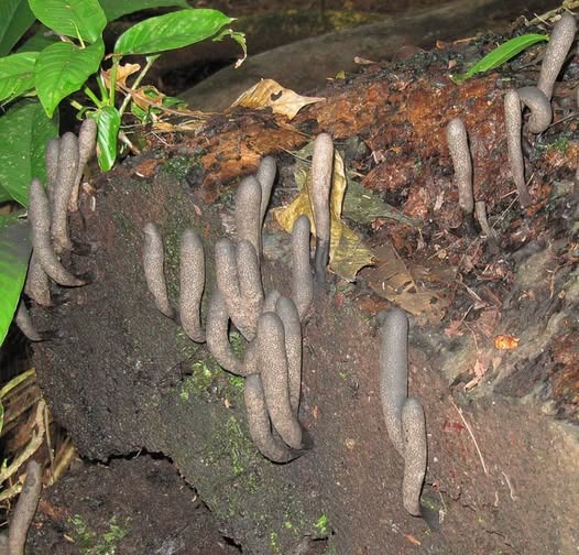 Meet Dead Man’s Fingers: The Fungus That Looks Like a Hand