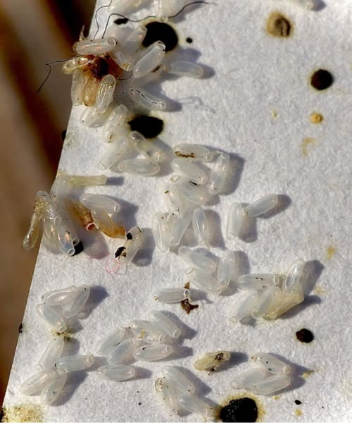 I Thought It Was Just Rice—Until I Discovered Bedbug Eggs on My Bed