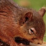 ‘Zombie Squirrels’ with Oozing Sores Alarm U.S. Homeowners