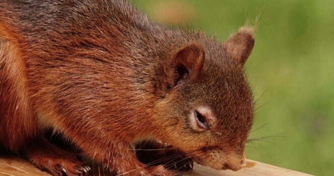 ‘Zombie Squirrels’ with Oozing Sores Alarm U.S. Homeowners